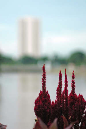 Chiang Mai, Thailandの写真素材