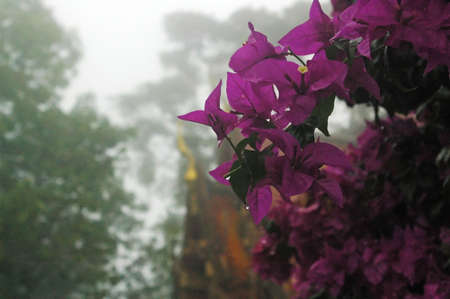 Wat Doi Sutep, Chiang Mai, Thailandの写真素材