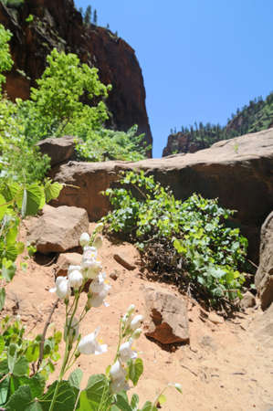 The Narrows Trail, Zion National Park, Utahの写真素材
