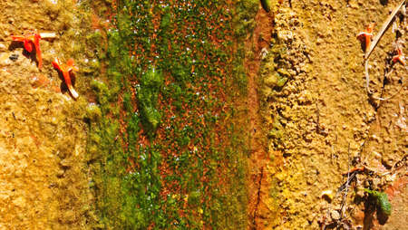 Moss growing from a springの写真素材