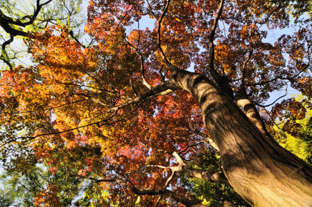 Trees with autumn colored leaves