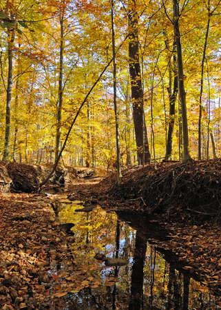 Accotink Creek