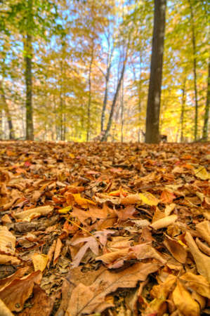 Accotink Park