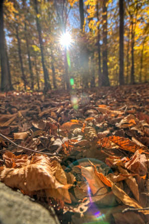 Accotink Park
