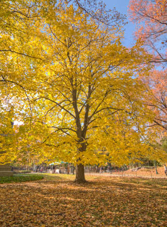 Central Park