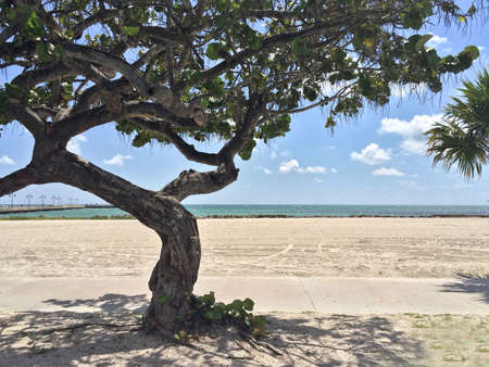 Lone tree on the beach in Key West, Floridaの写真素材