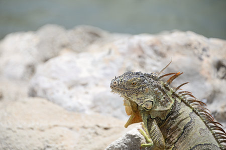 Iguana on the beach in the Florida Keysの写真素材