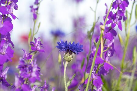 Fields of blooming delphiniums, poppys and blue. Fields and hills are covered with a carpet of wild flowers. Summer, Eastern Georgia, near the town of Gori. Sunsetの写真素材