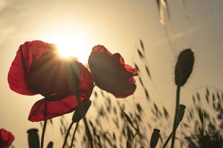 Fields of blooming poppy. Fields and hills are covered with a carpet of wild flowers. Summer, Eastern Georgia, near the town of Gori. Sunsetの写真素材