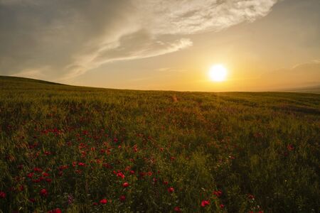 Fields of blooming poppy. Fields and hills are covered with a carpet of wild flowers. Summer, Eastern Georgia, near the town of Gori. Sunsetの写真素材