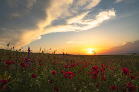 Fields of blooming poppy. Fields and hills are covered with a carpet of wild flowers. Summer,...