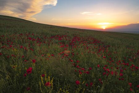 Fields of blooming poppy. Fields and hills are covered with a carpet of wild flowers. Summer, Eastern Georgia, near the town of Gori. Sunsetの写真素材