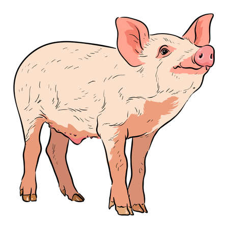 Cute pink piglet character .Vector illustration isolated on white background stock illustrationのイラスト素材