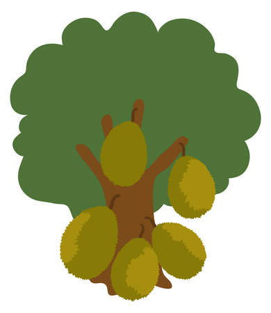 Jack Fruit Tree Vector illustration isolated in white backgroundのイラスト素材