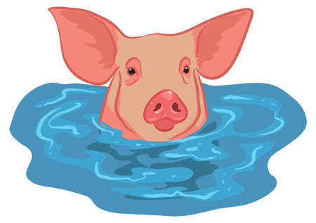 Vector pig cartoon character swimming isolated on white background.のイラスト素材