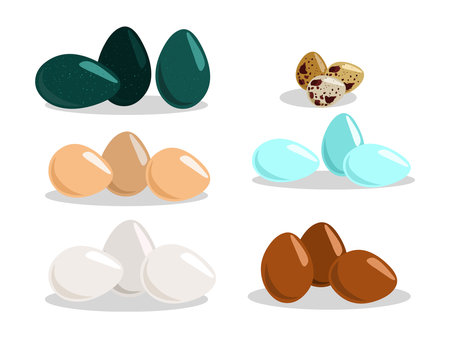 Set of eggs vector illustration isolated on white backgroundのイラスト素材