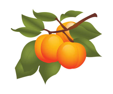 Apricot fruits on plant vector illustration isolated on white backgroundのイラスト素材
