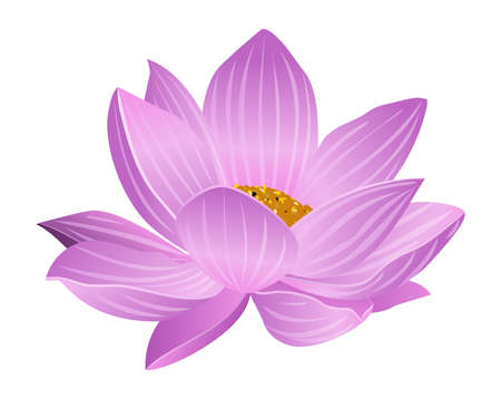 Lotus flower vector isolated on white backgroundのイラスト素材