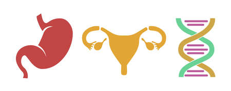 Human internal organs stomach uterus and  DNA vector isolated on white backgroundのイラスト素材