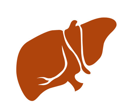 Liver illustration icon logo vector isolated on white backgroundのイラスト素材