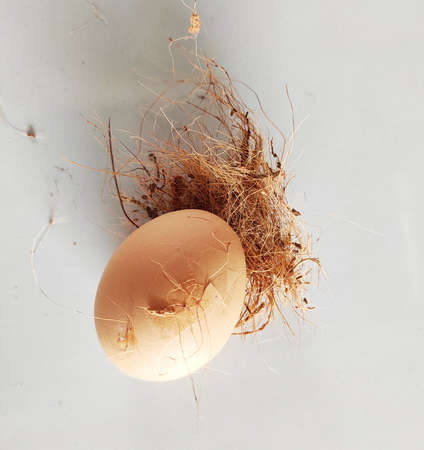 Broken Egg in the nest stock photo