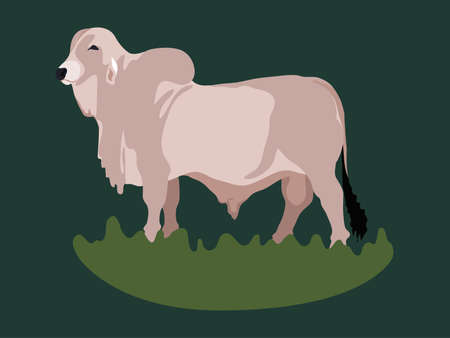 White bull cartoon vector illustrationのイラスト素材