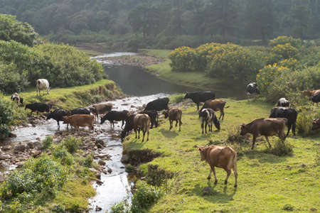 Dairy Cows in a rural setting.  Stock Photo