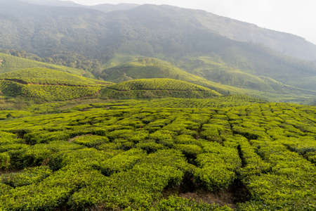 Tea gardens. Tea plantations at its best viewの写真素材
