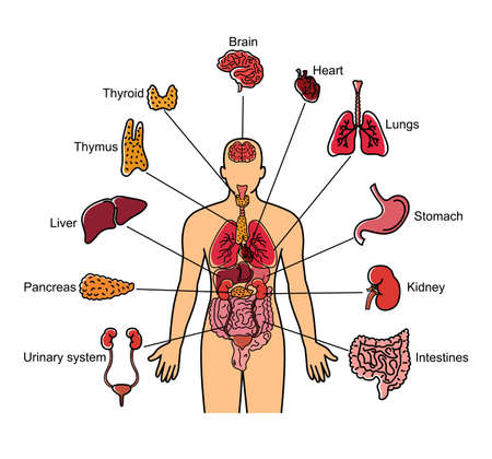 Human body and internal organs illustration isolated on white backgroundのイラスト素材