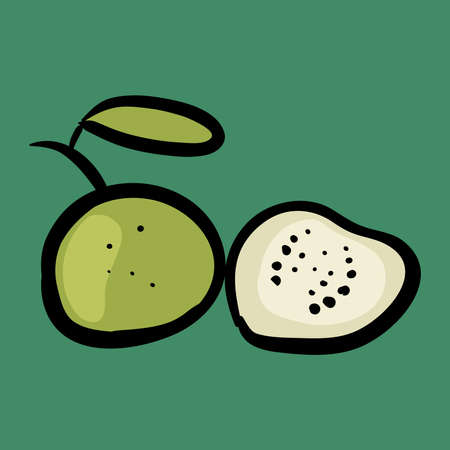 Guava fruit clip art vector illustration isolated