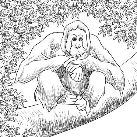Orangutan vector line artのイラスト素材