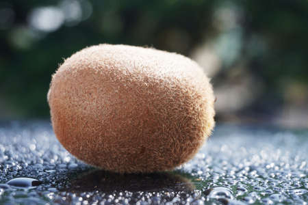Kiwi Fruit in a nature Backgroundの写真素材