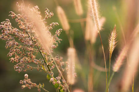 dry wild grass on blurred bokeh background, vintage style. soft focus, selective focus, cold filterの写真素材