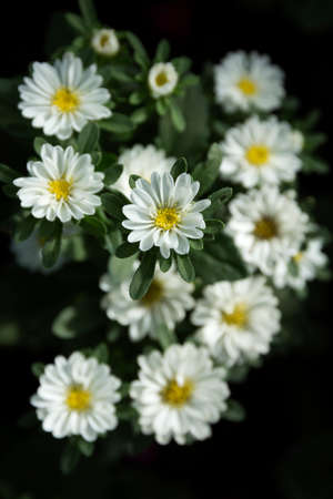 close up of dahlia white blossom surrounded by white flowers and deep green leaves selective focus...