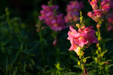 close up of pink flower on dark green flower background selective focusの写真素材