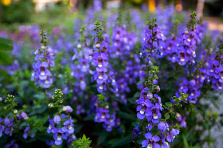 blue wild flower close up selective focus blurred park on background