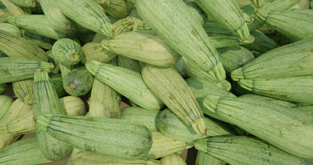 Lots of zucchini close up view. Background from vegetablesの写真素材