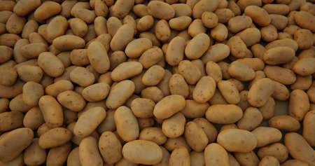 Lots of potatoes. Close view. Vegetable backgroundの写真素材