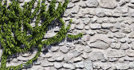 Vine on a stone wall 3d-render illustrationの写真素材