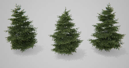 Three Christmas trees on a white backgroundの写真素材