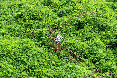 forestの写真素材