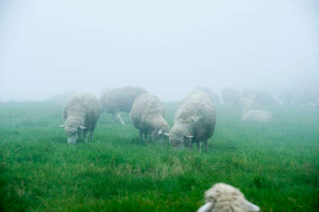 Peace in fogの写真素材