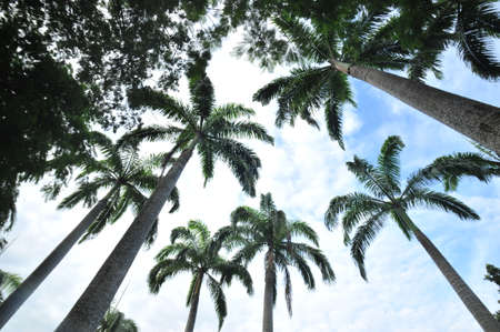 Palm trees in scorching day