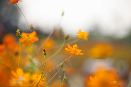 Blooming yellow chrysanthemumの写真素材