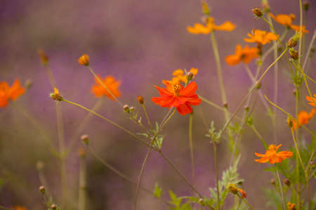 Blooming and budding yellow chrysanthemumの写真素材