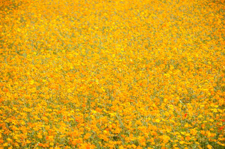 Yellow chrysanthemum fieldの写真素材