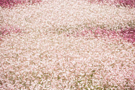 White Gaura just like snowの写真素材