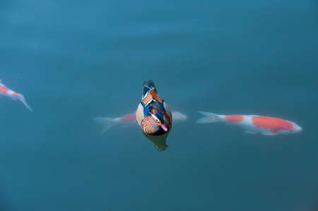 Passing fancy carps under the mandarin duckの写真素材