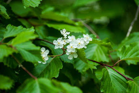 White-flower in the green forestの写真素材