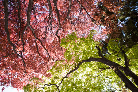 Red and green maple forestの写真素材